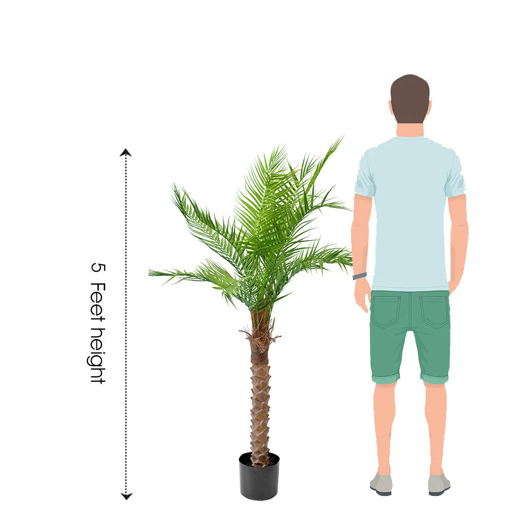 5 Feet ( 152 cm ) Decorative Artificial Date Palm Plants in Pots Pack Of 1