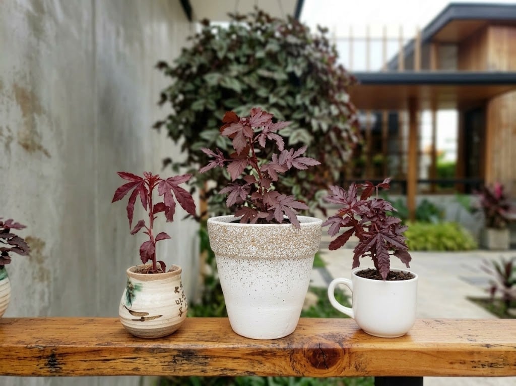 Three small red-leaved plants in a painted pot, a speckled white pot and a white mug, lined up on a wooden bench.
